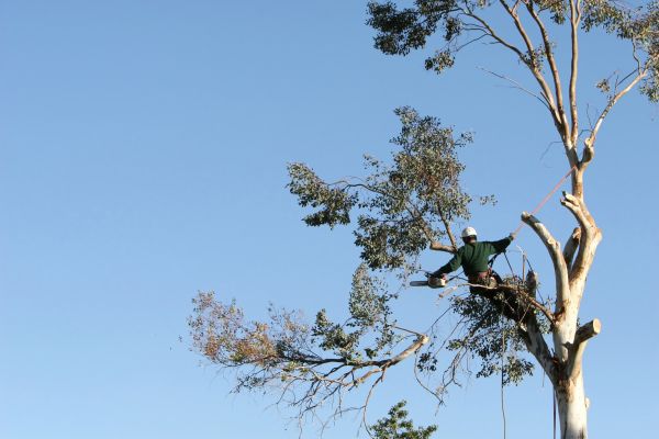 Longmont Tree Trimming